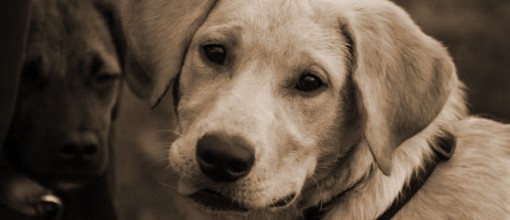 Legambiente sul sequestro di cuccioli di cani e gatti nel torinese Legambiente sul sequestro di cuccioli di cani e gatti nel torinese