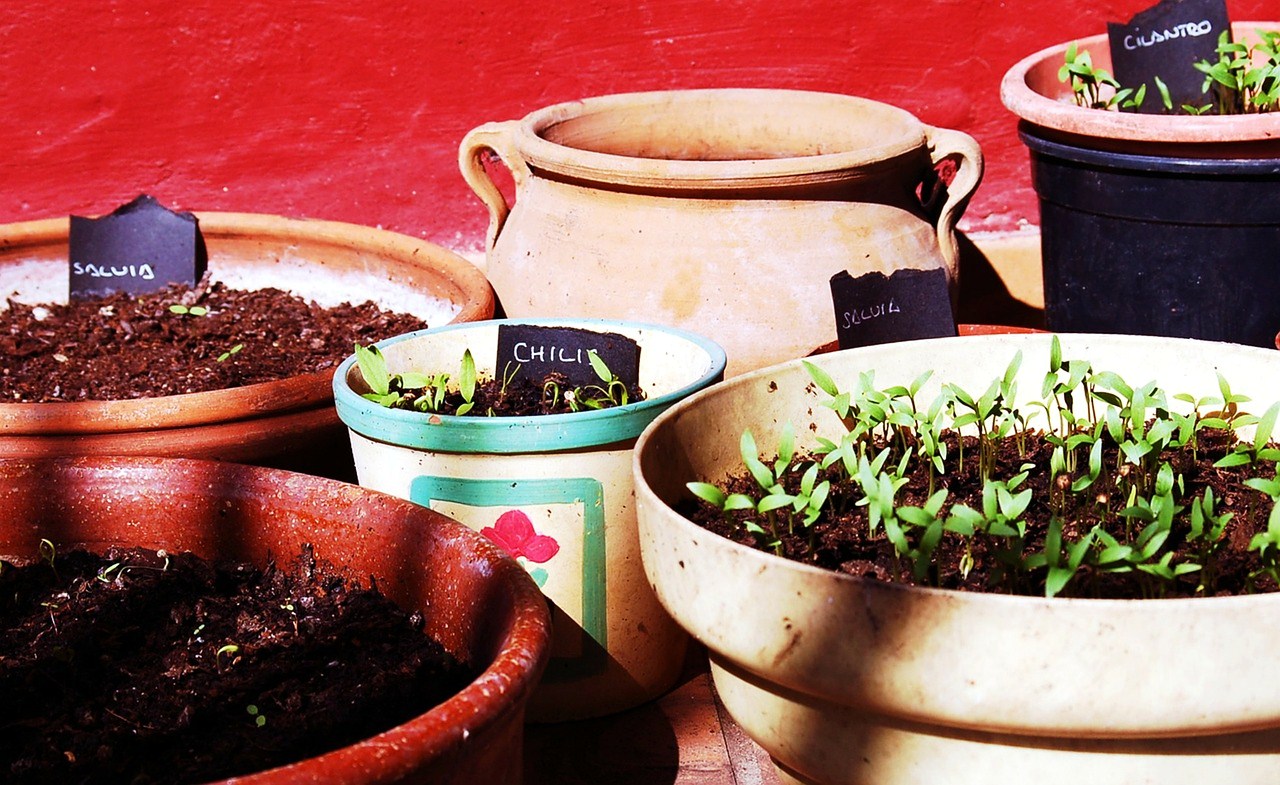 Benvenuta primavera – Corso di giardinaggio…senza giardino! Benvenuta primavera - Corso di giardinaggio...senza giardino!