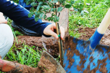 Festa dell’Albero 2019: piantumazioni contro l’emergenza climatica Alberi_albero_FestaDellAlbero_bambini_educazione_2