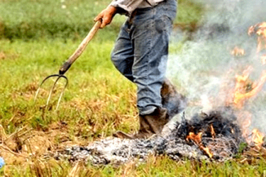 Legambiente: “No alle deroghe agli abbruciamenti” abbruciamenti_agricoli