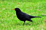 “No all’apertura alla caccia a 15 nuove specie” merlo
