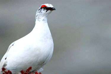 Legambiente ribadisce: “No all’apertura alla caccia a 15 nuove specie” pernice_Bianca