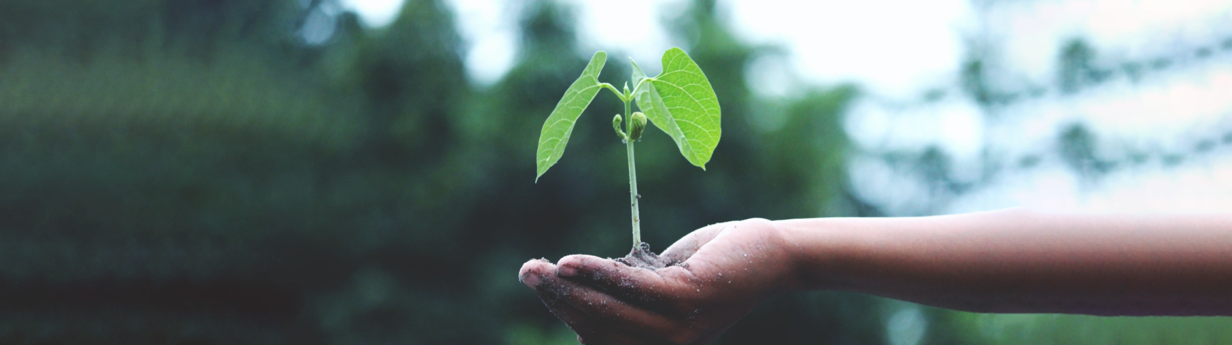 plant2